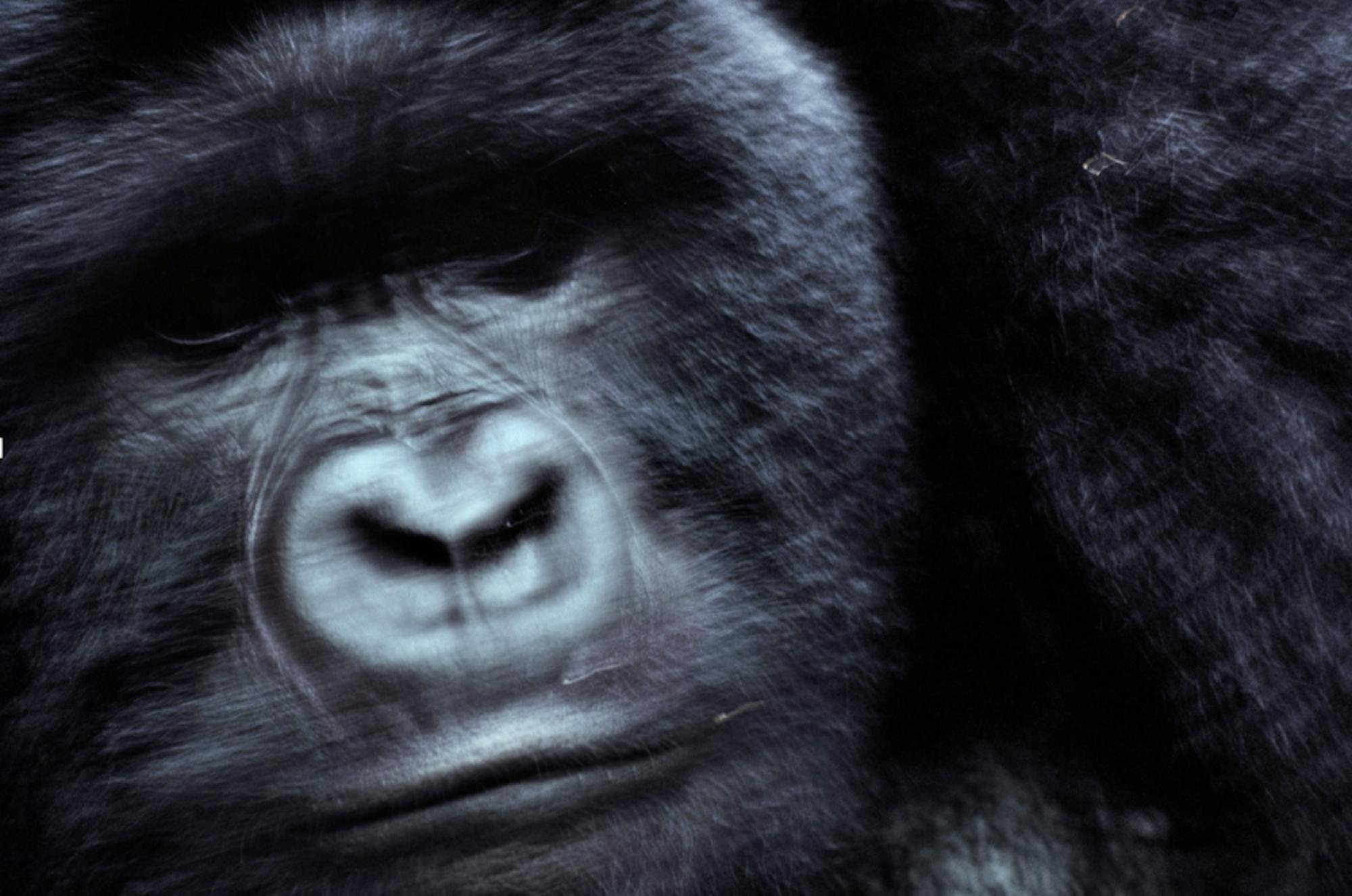 Screen-Shot-2017-09-22-at-11.10.41-AM