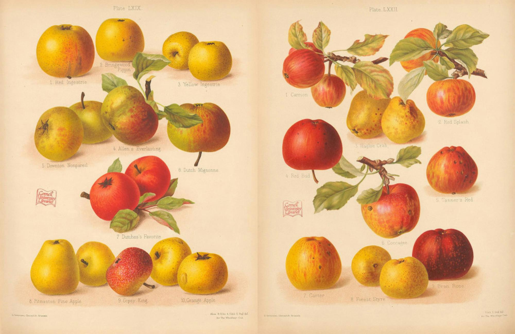 Pg-3-Apples-provided