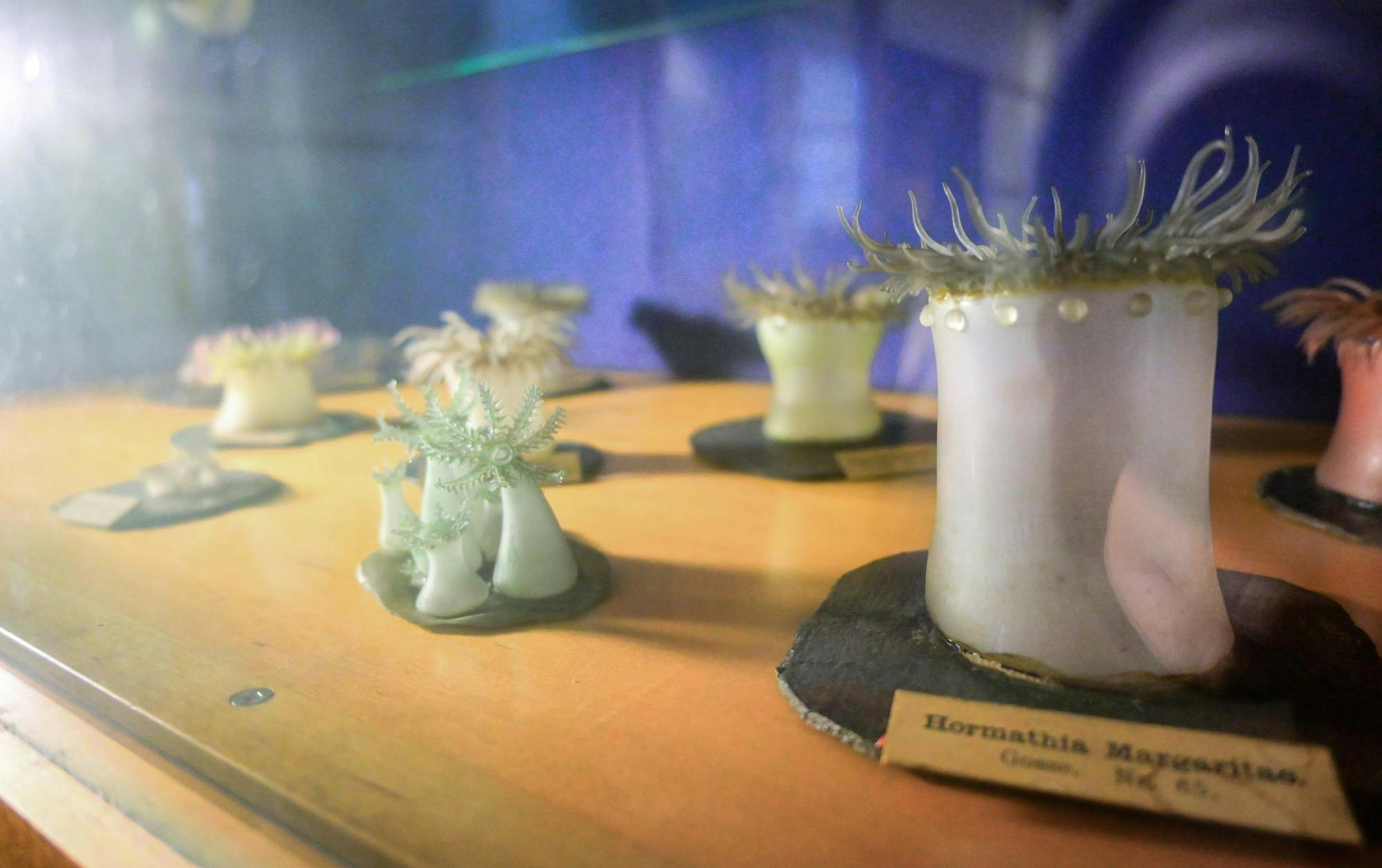 Blaschka Glass Sea Anemone Model