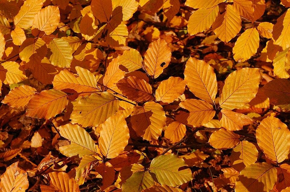 Copper_Beech_Fagus_sylvatica_f._purpurea_Autumn_Leaves_Closeup_3008px.jpg