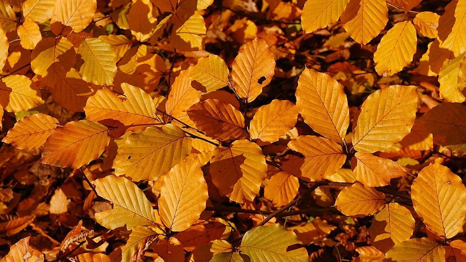 Copper_Beech_Fagus_sylvatica_f._purpurea_Autumn_Leaves_Closeup_3008px.jpg