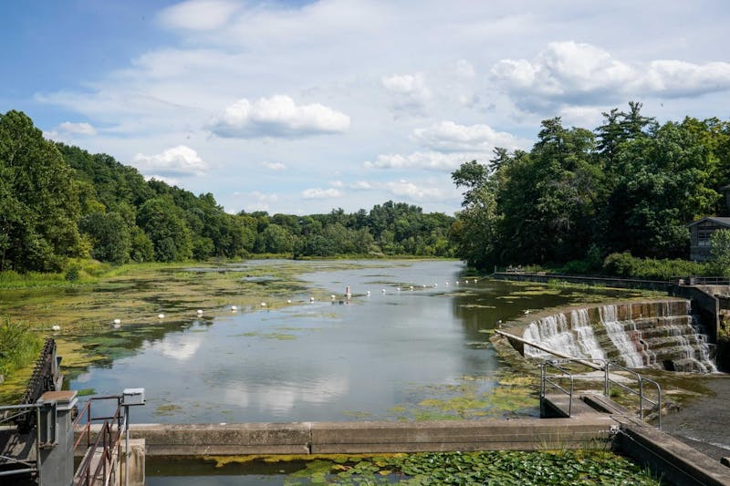 How A Cornell Psychology Professor Studies Early Childhood to Combat Climate Change