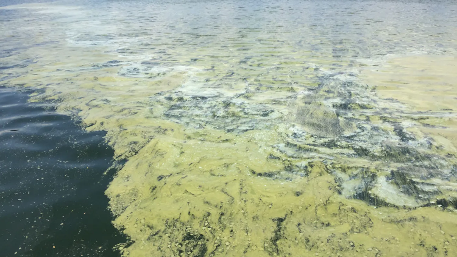 pg-1-algae-Courtesy-pf-Shannon-Barrett