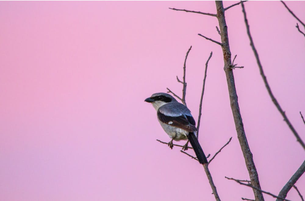 Screen-Shot-2022-09-06-at-10.49.38-AM