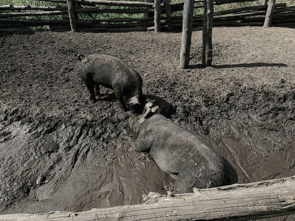 Pigs-by-Aurora-Weisener