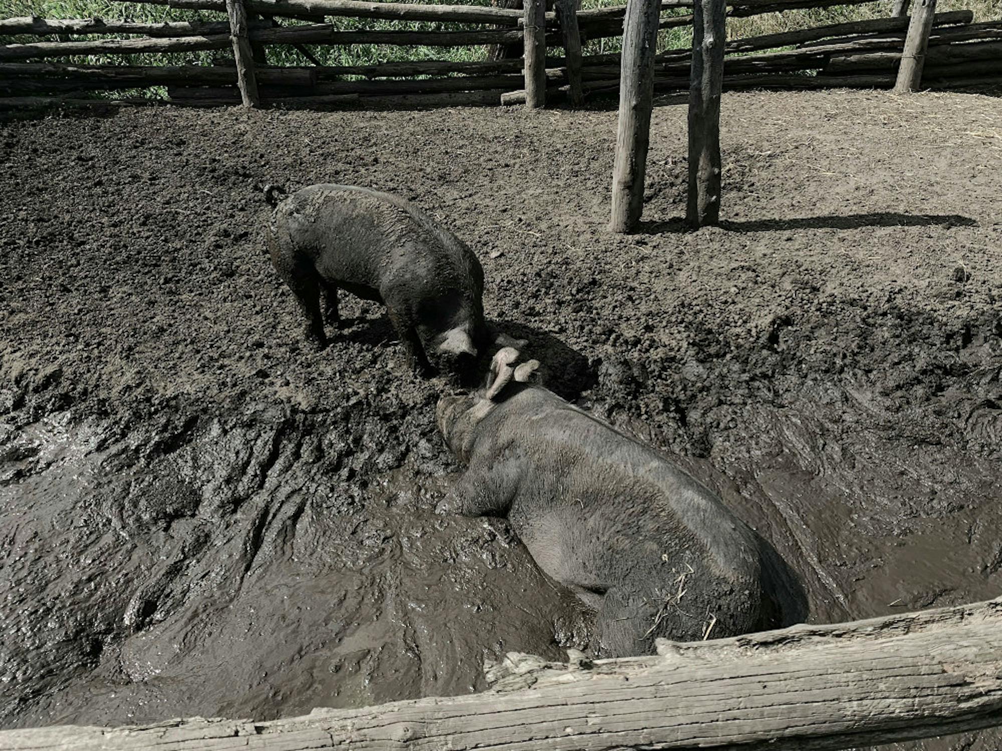 Pigs-by-Aurora-Weisener