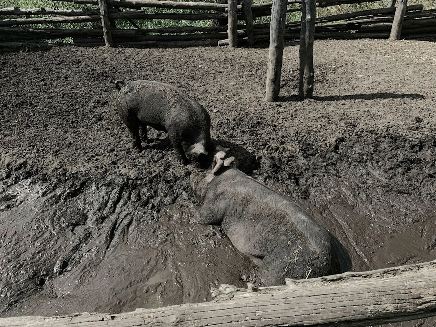 Pigs-by-Aurora-Weisener