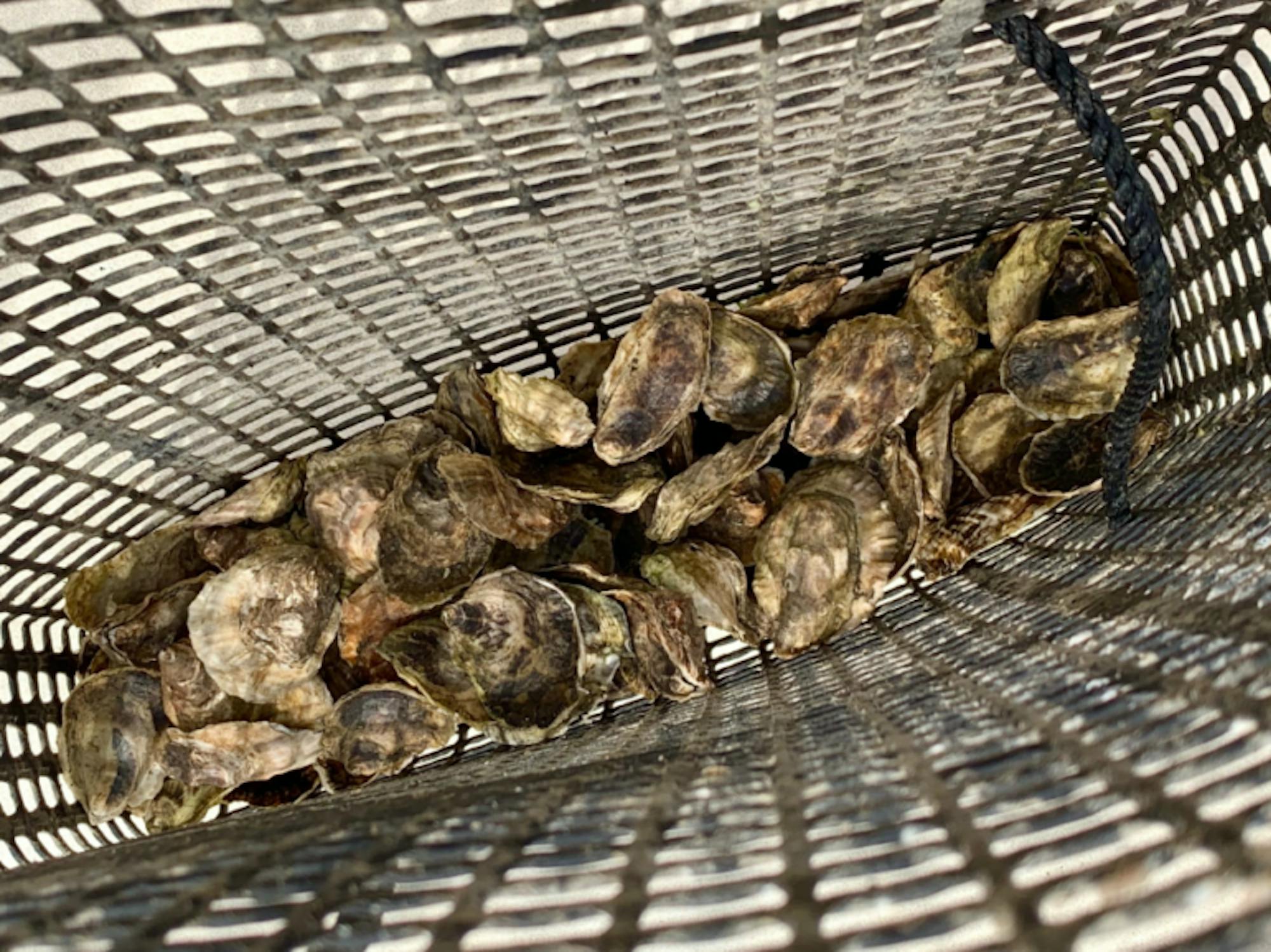 (Rae Specht / Sun Staff Writer)