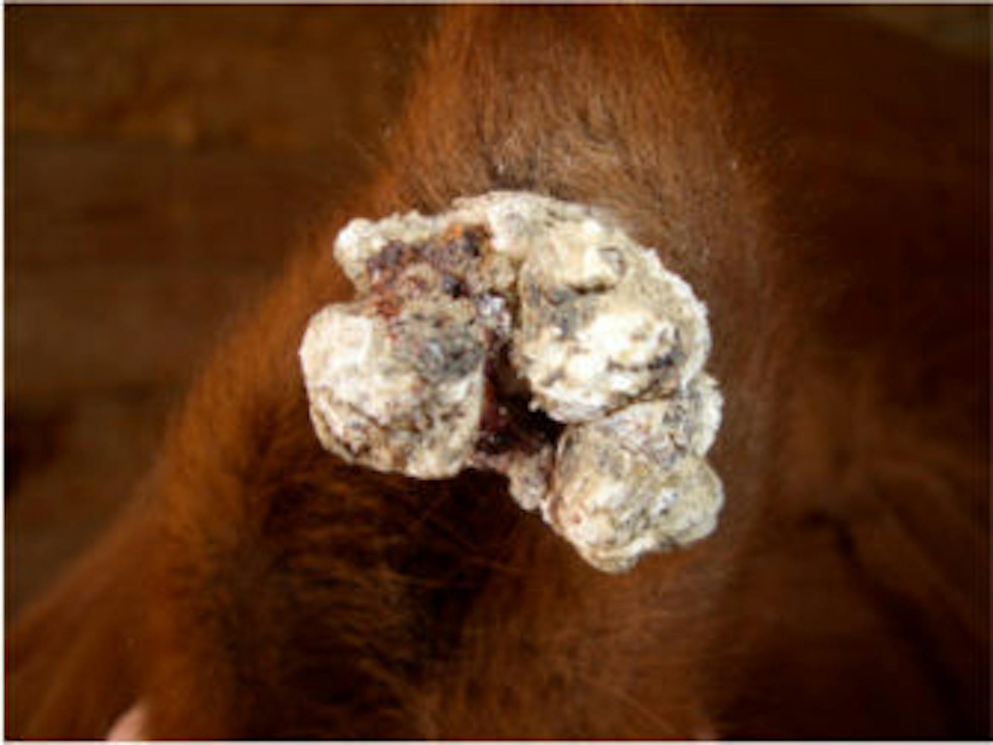 Sarcoid tumor on a horse's ear