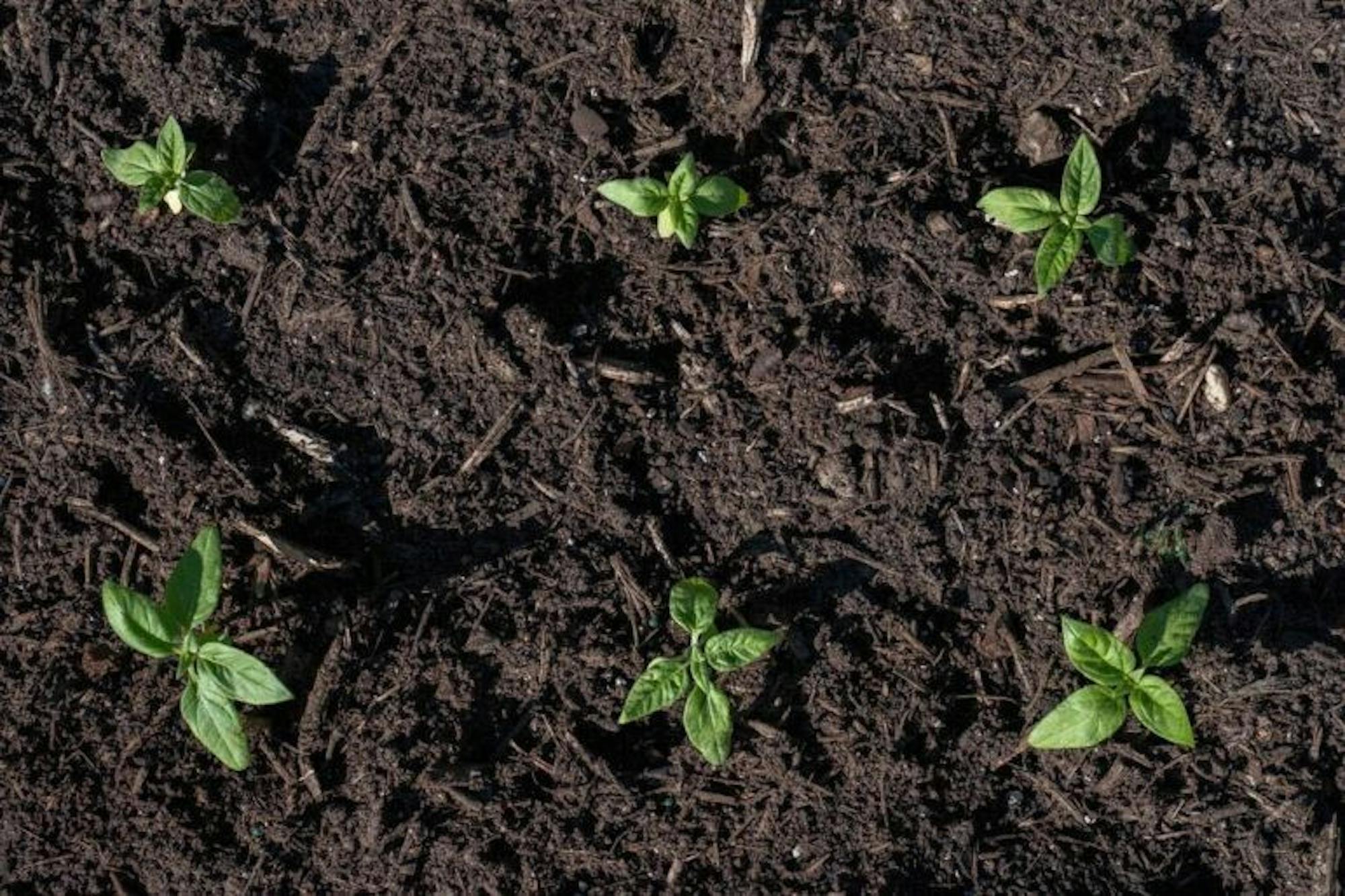 Ben Parker / Sun Assistant Photography Editor