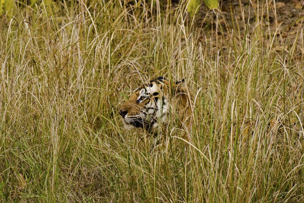 Tiger-in-Grass_DSC6452-3-R.-Gilbert-scaled