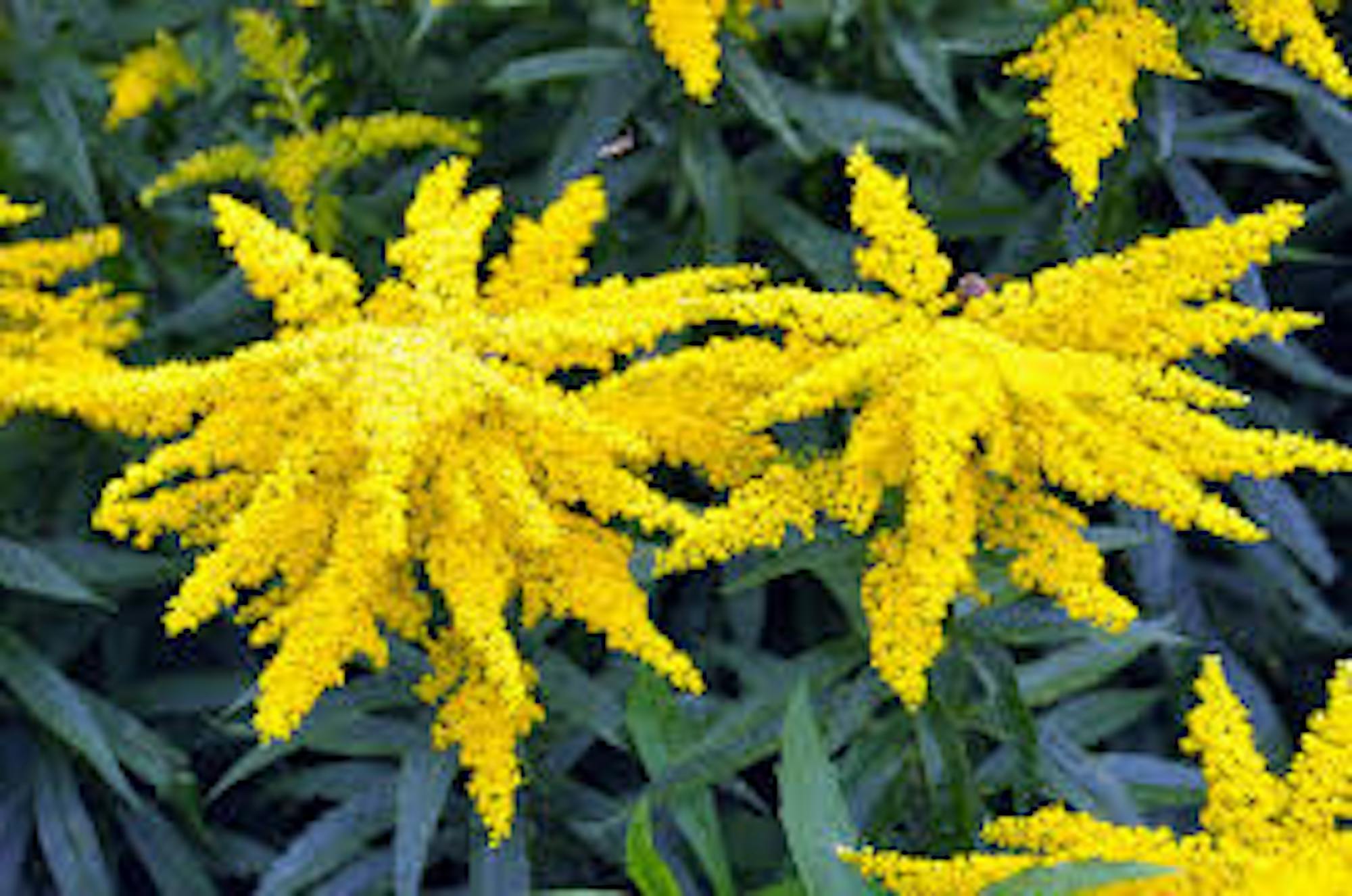 Goldenrod Plants