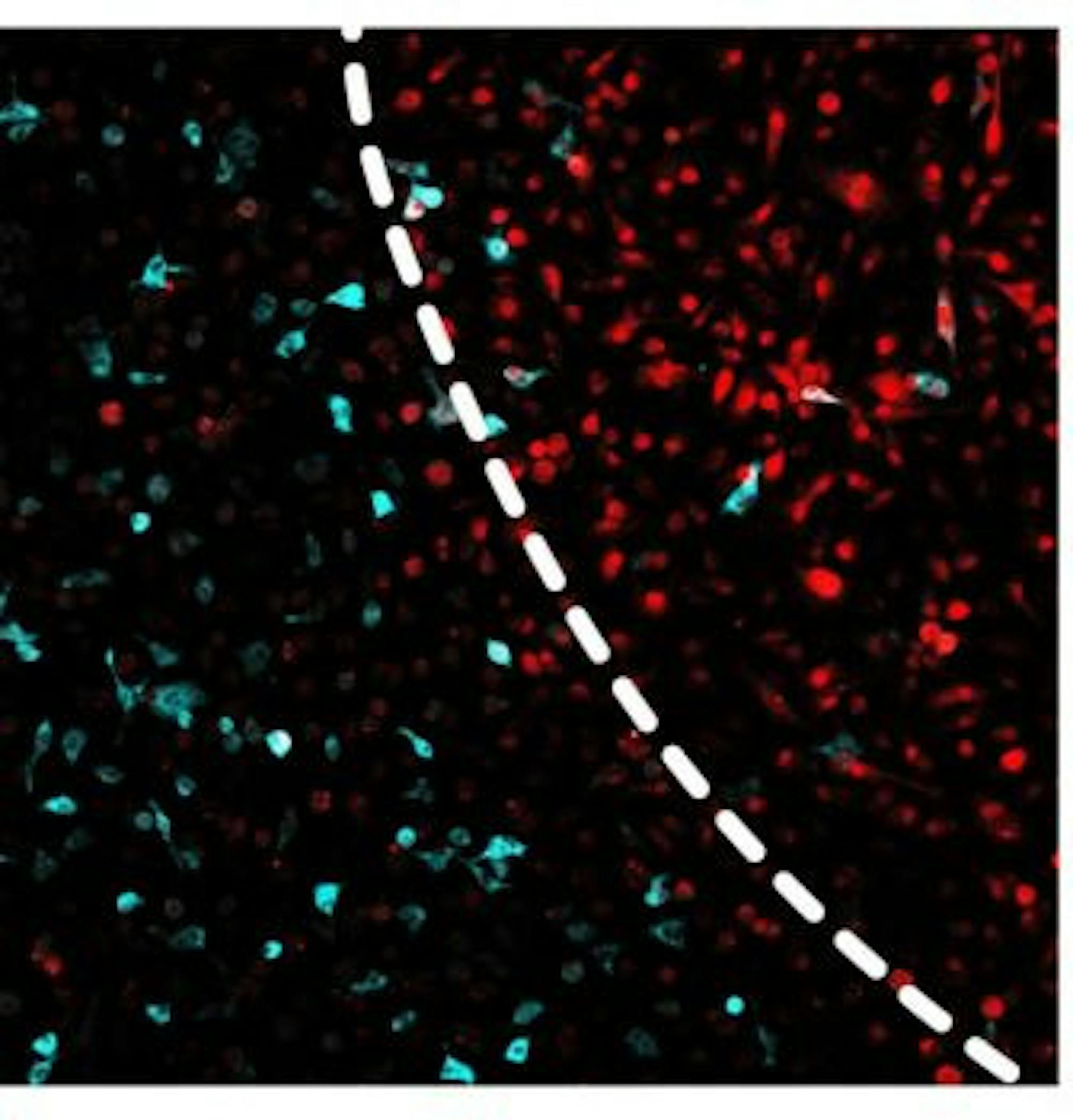 o_60635ab99d2dba04-0-336x351