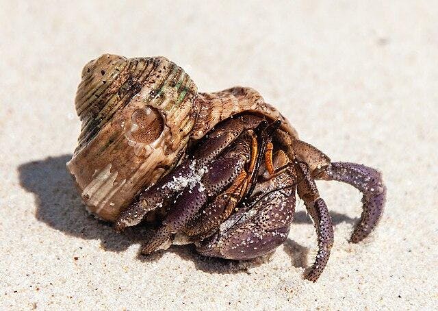 Hermit_crabs_of_Seychelles_04.jpg