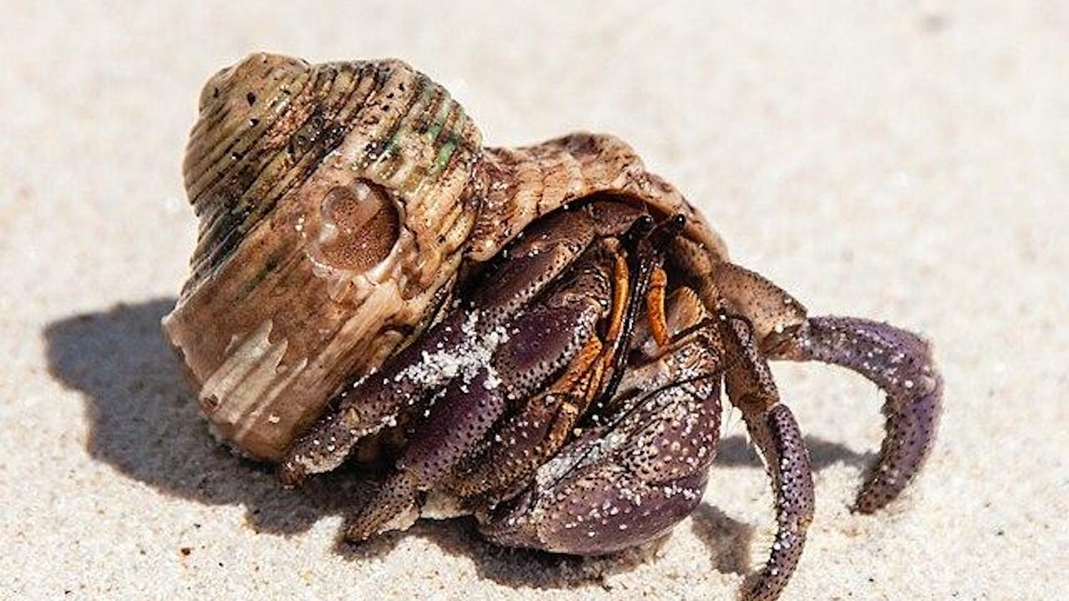 Hermit_crabs_of_Seychelles_04.jpg