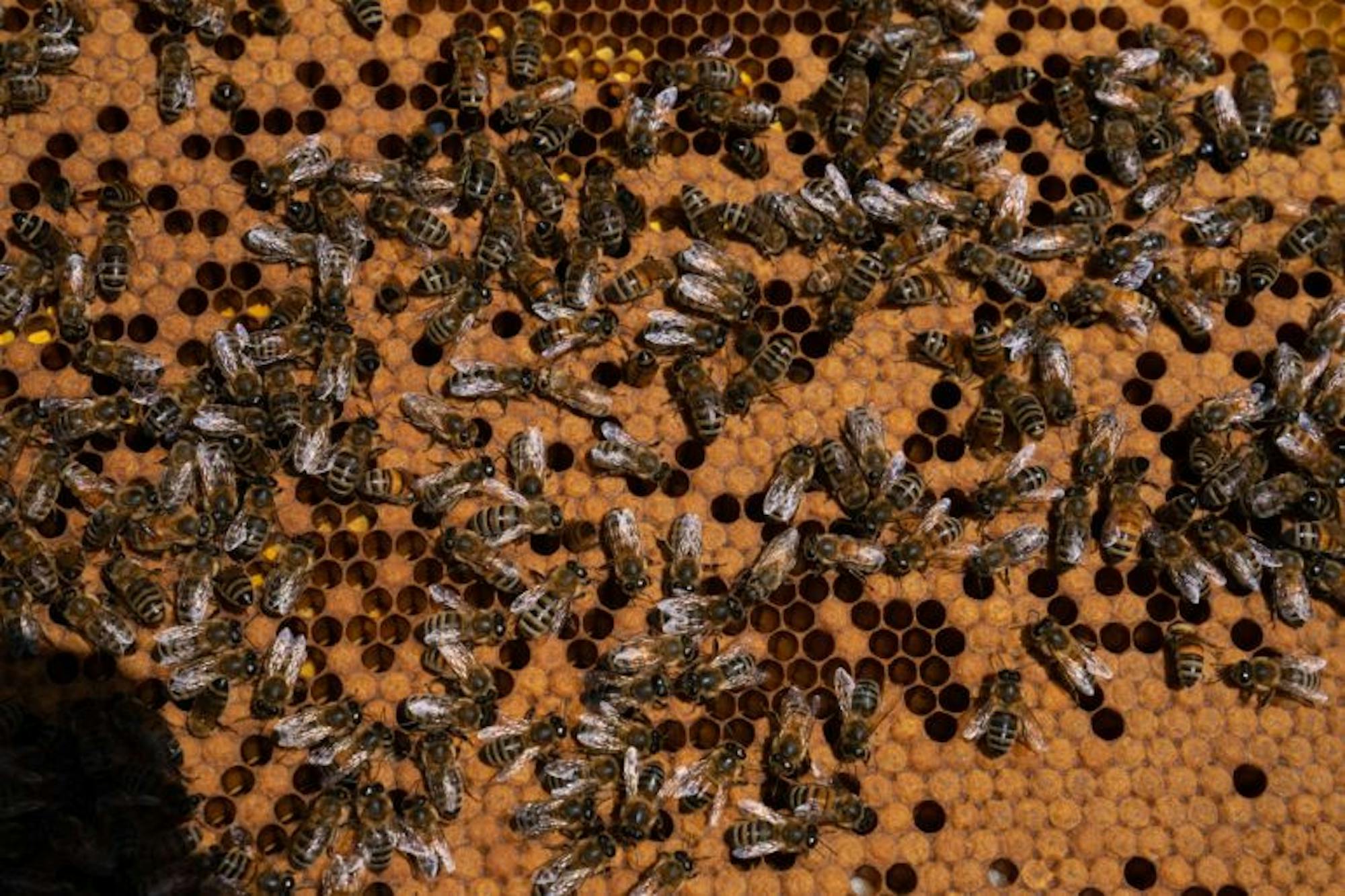 Bees hibernate over the winter, so the colonies still have relatively low populations.