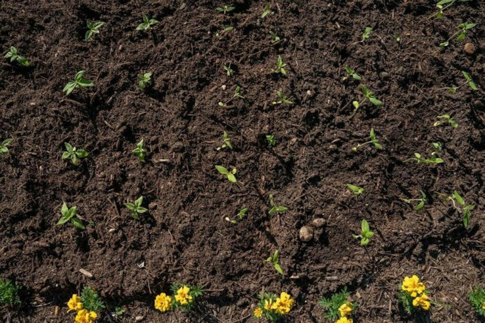 Ben Parker / Sun Assistant Photography Editor