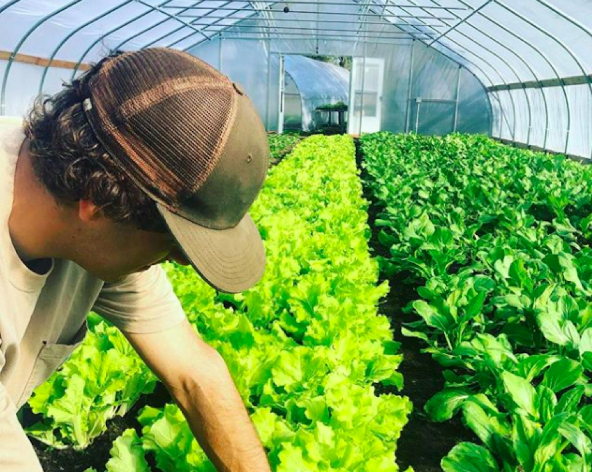 Courtesy of Early Girl Farm