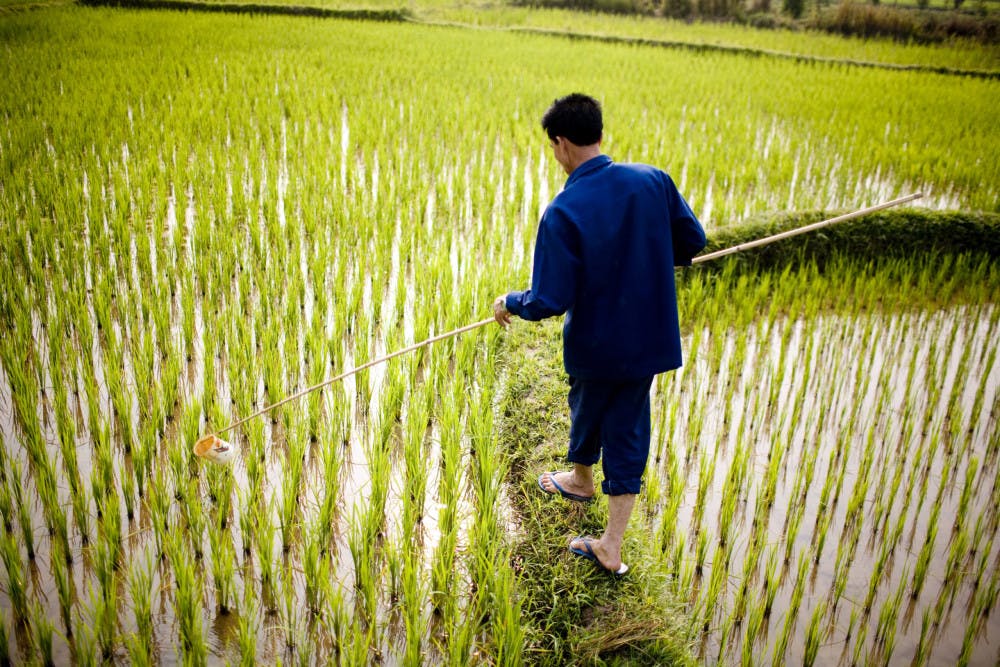 WORLD_FOOD_PRICES-scaled