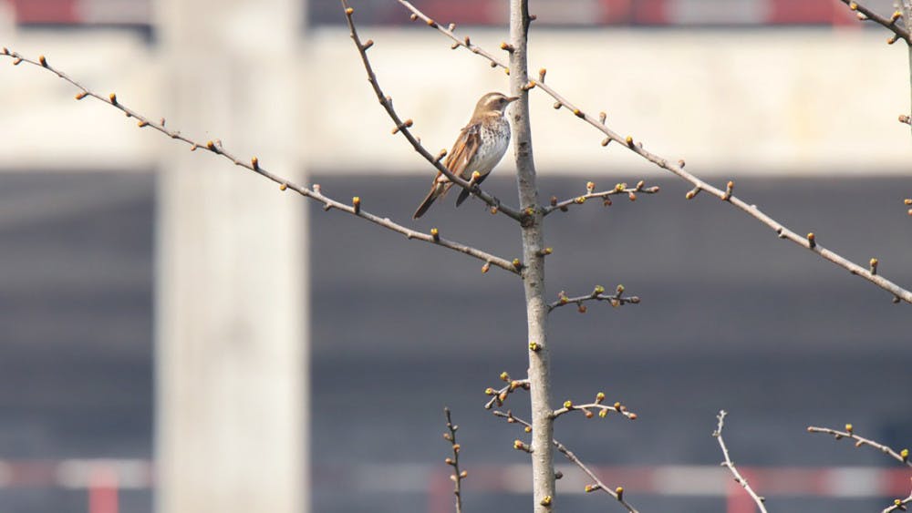 PG-8-SCIENCE-1-of-2-courtesy-Cornell