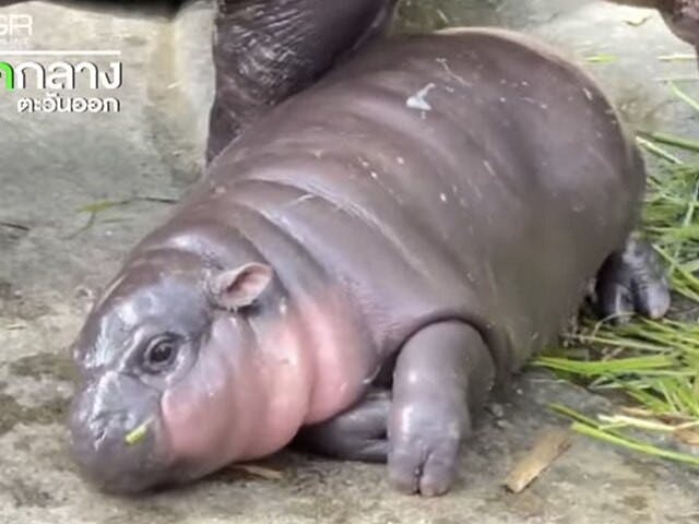 Moo_deng_หมูเด้ง_2024-09-14_-_img