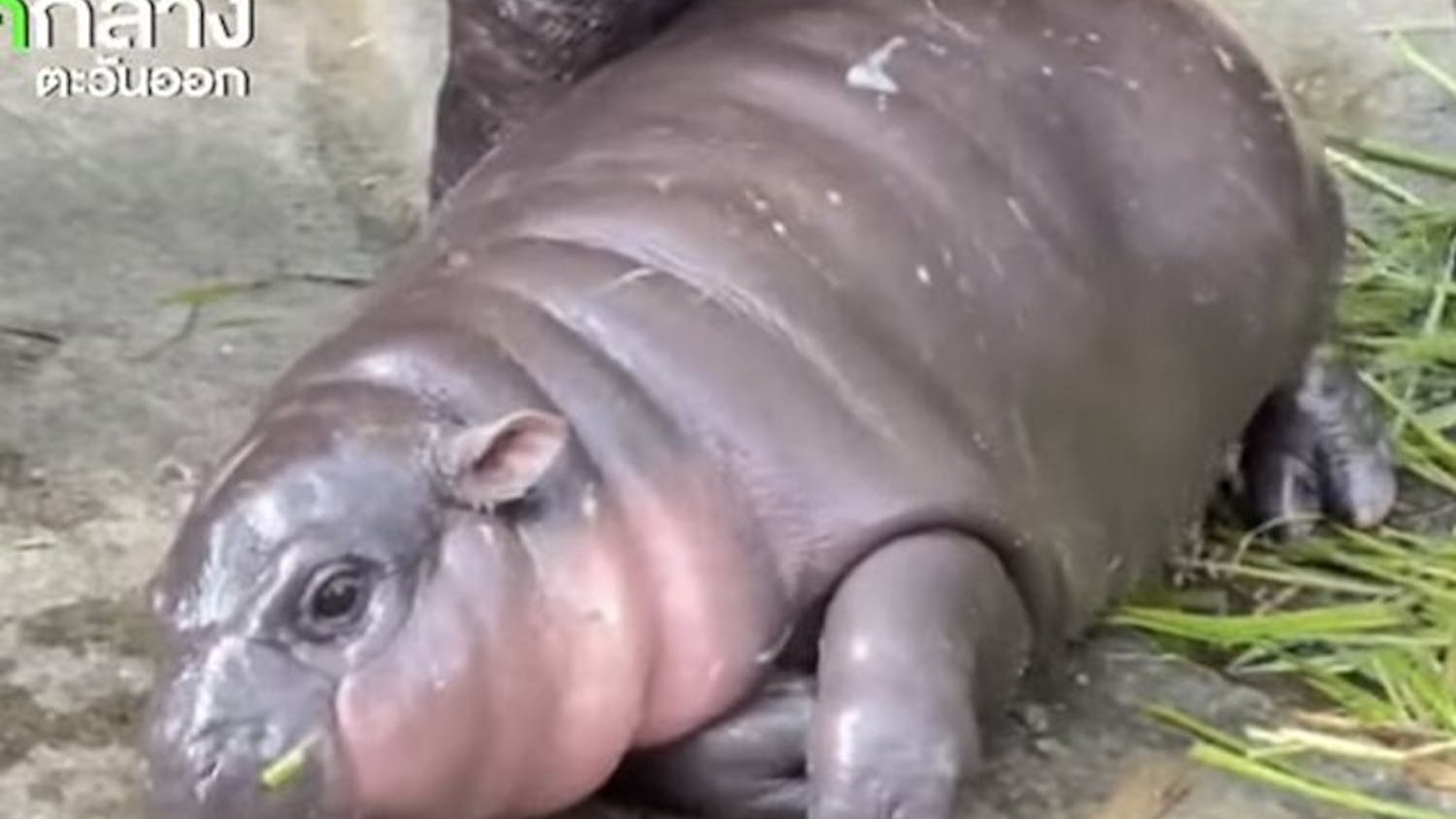 Moo_deng_หมูเด้ง_2024-09-14_-_img