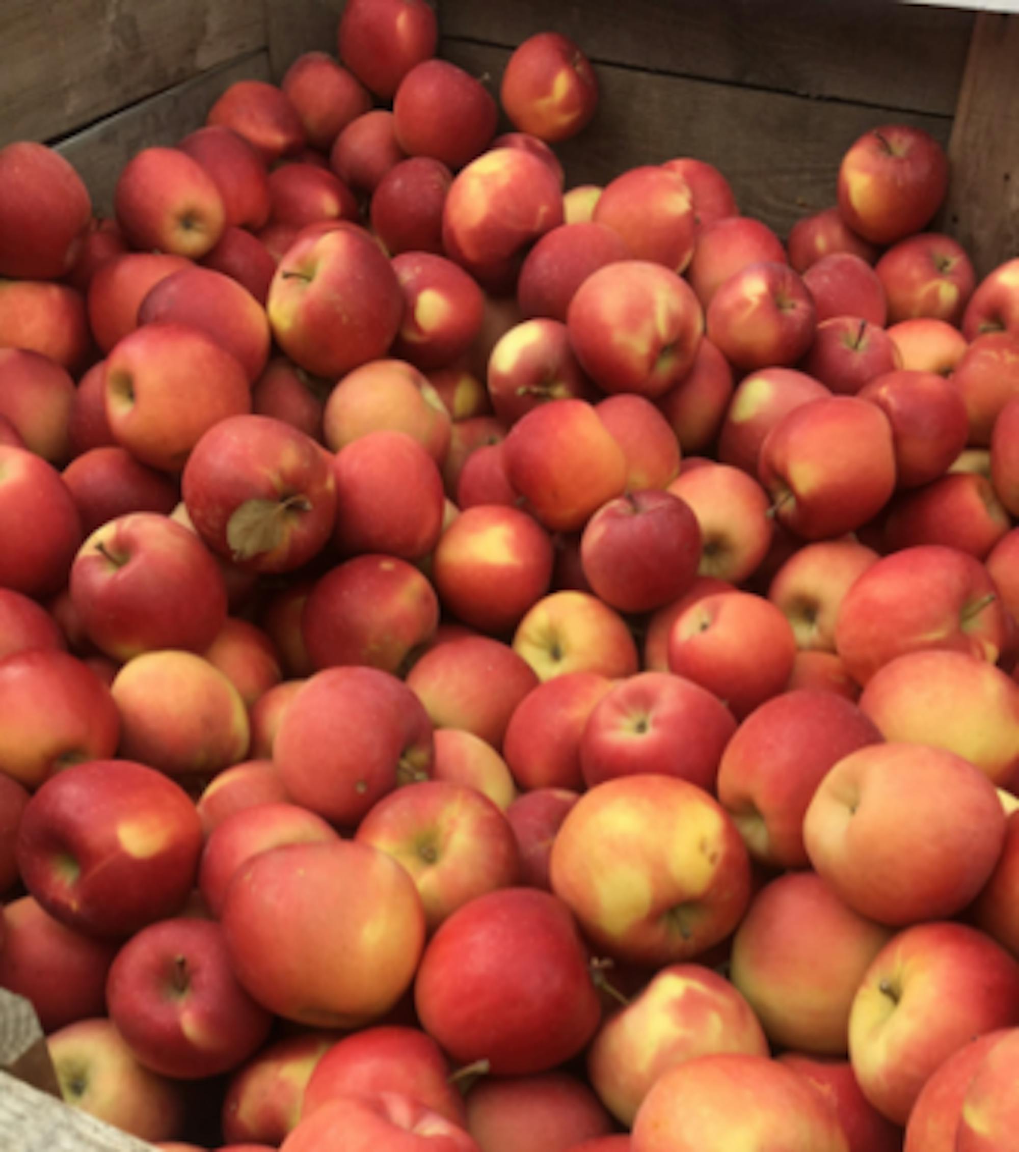 Mikayla Kuykendall / Sun Staff Writer