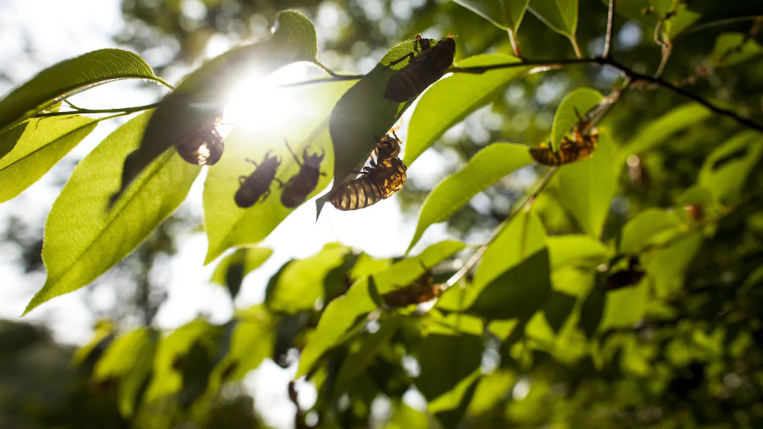 CICADA-EXPLAINER-scaled