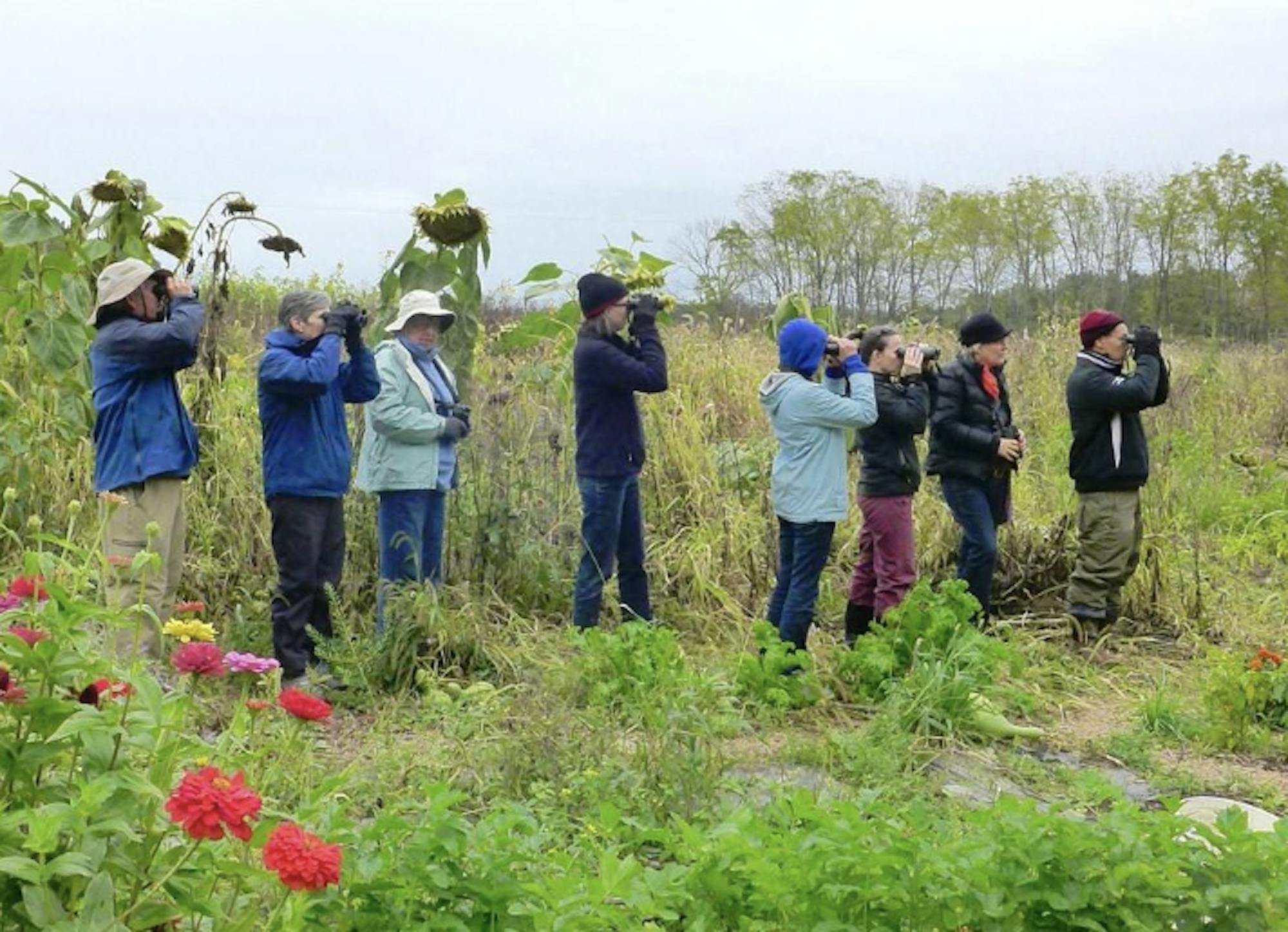 birders.png