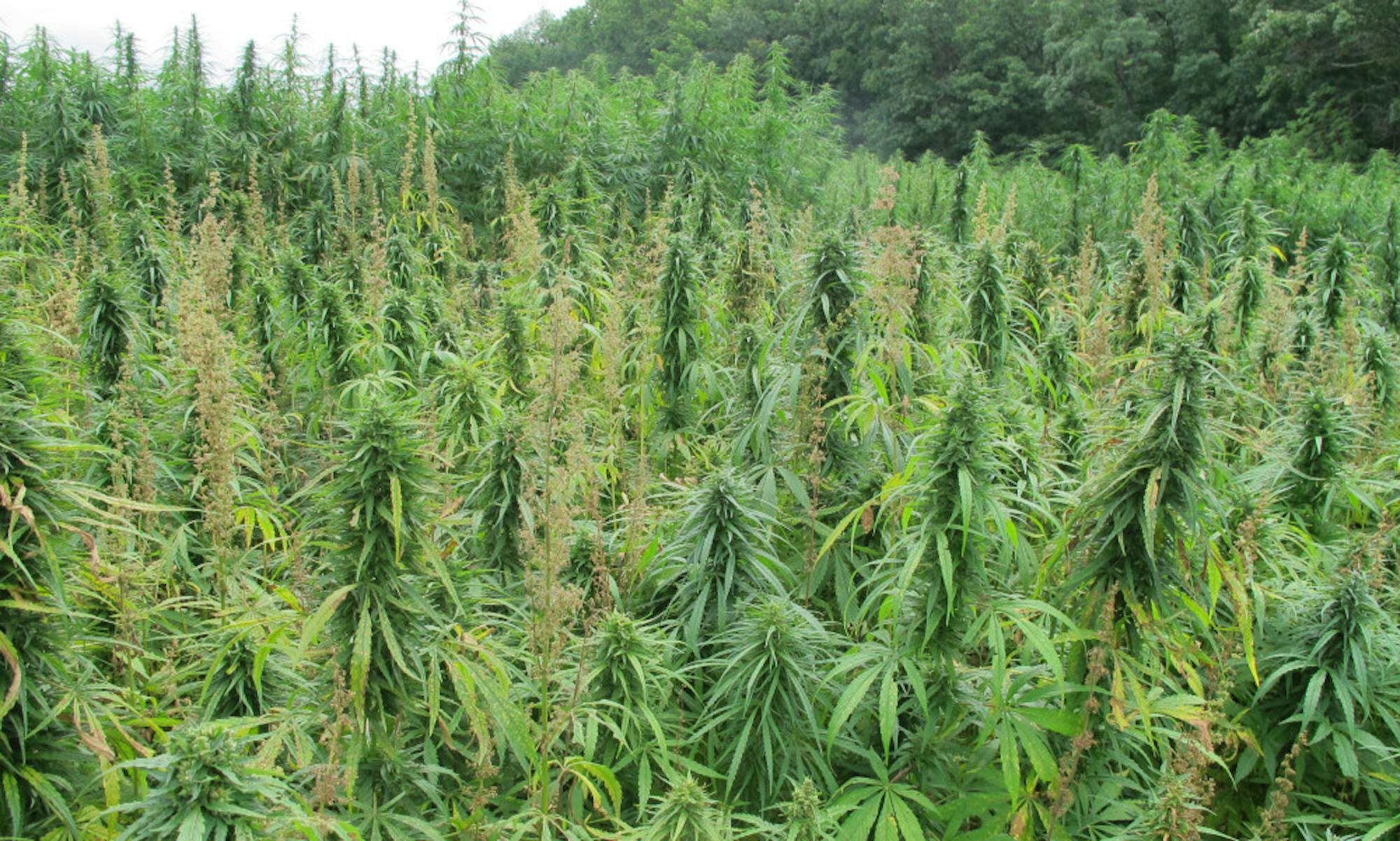 McGowanE-2017_08_11-day64-1