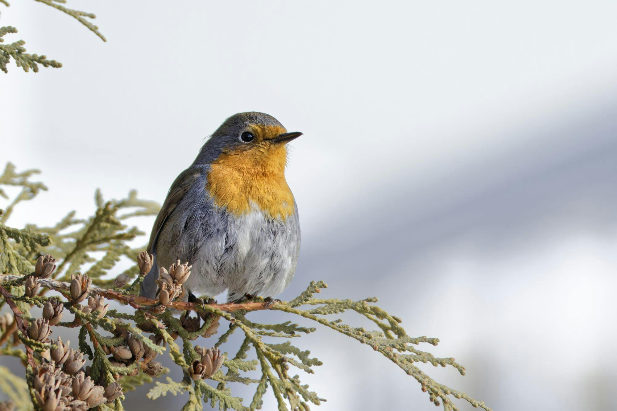 European Robin © André Turcot; Cornell Lab of Ornithology | Macaulay Library