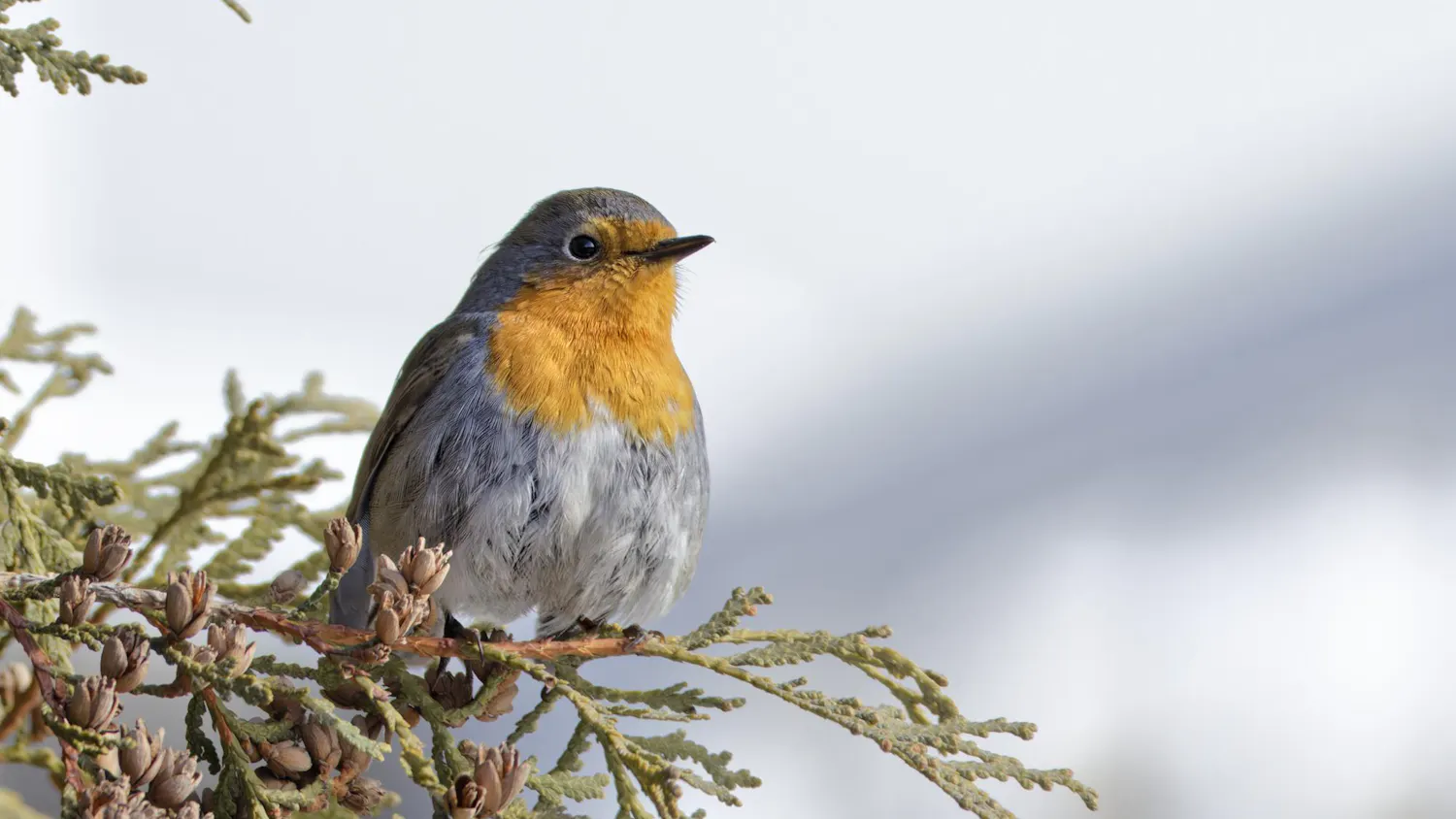European Robin © André Turcot; Cornell Lab of Ornithology | Macaulay Library