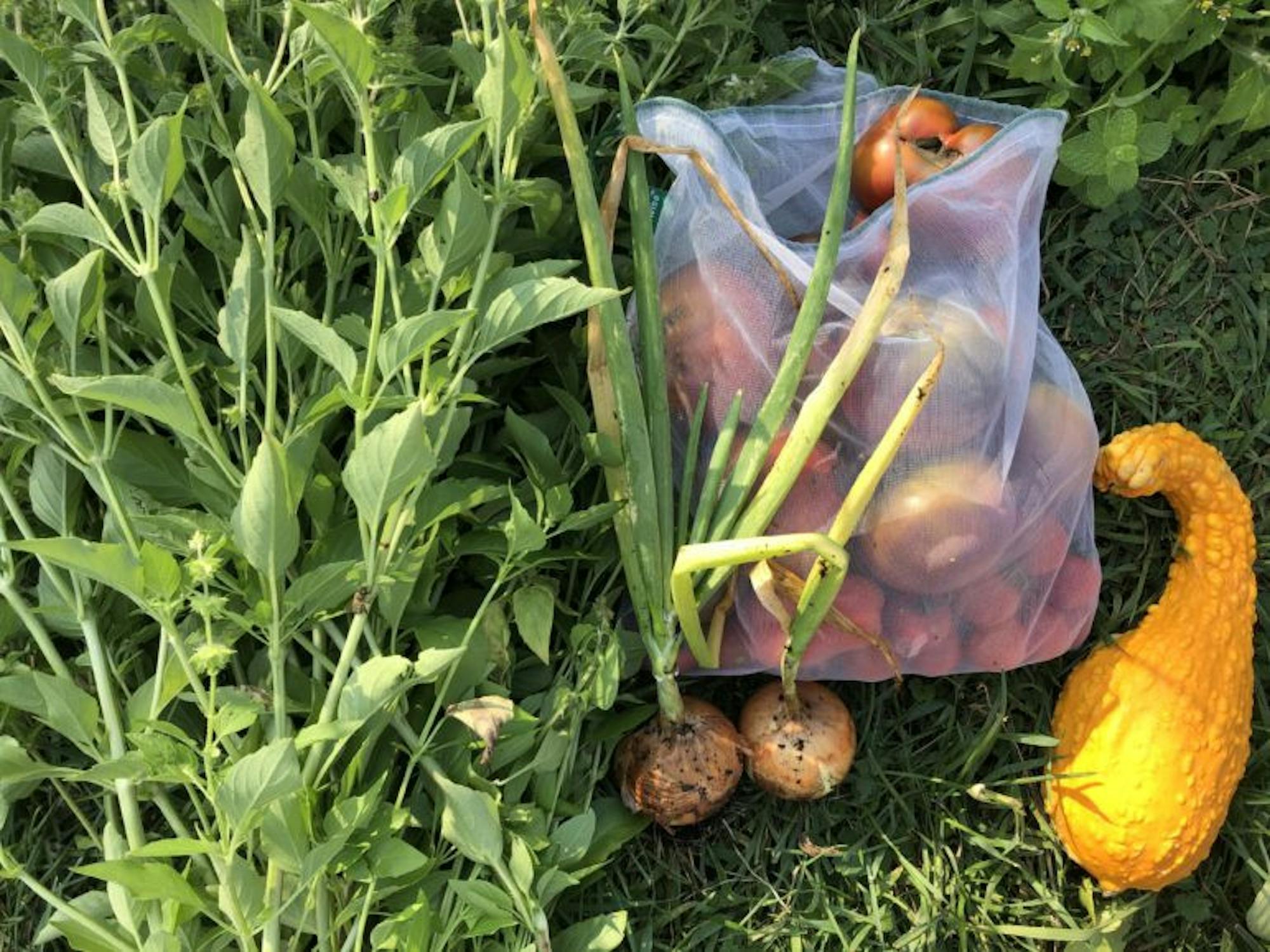 A summer vegetable harvest (Brianna Johnson, Sun Contributor)