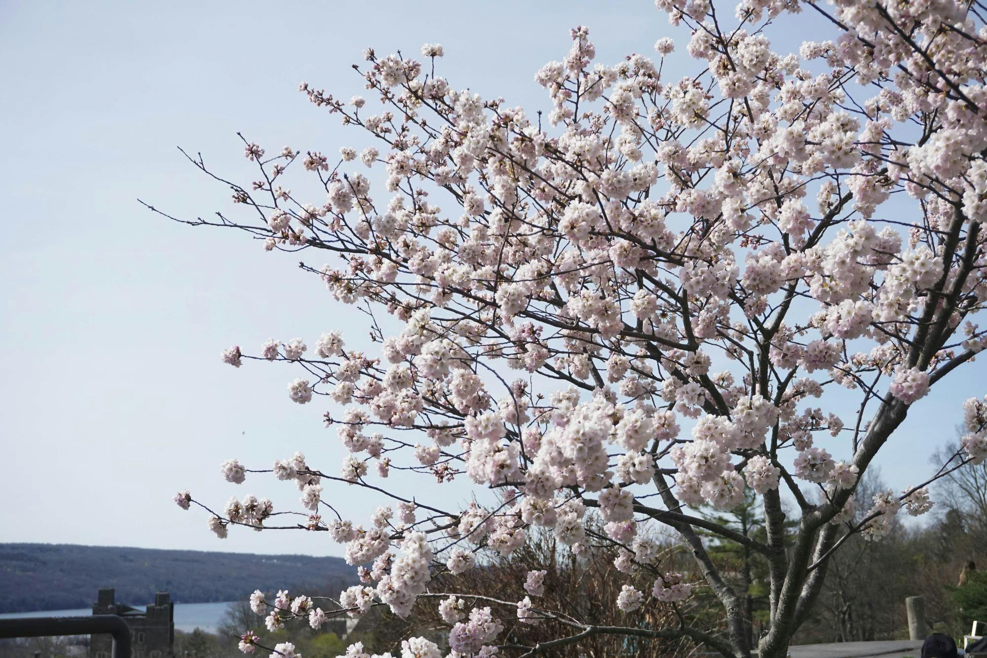 Spring Candids April 2025 by Sophia Romanov Imber-8.jpg