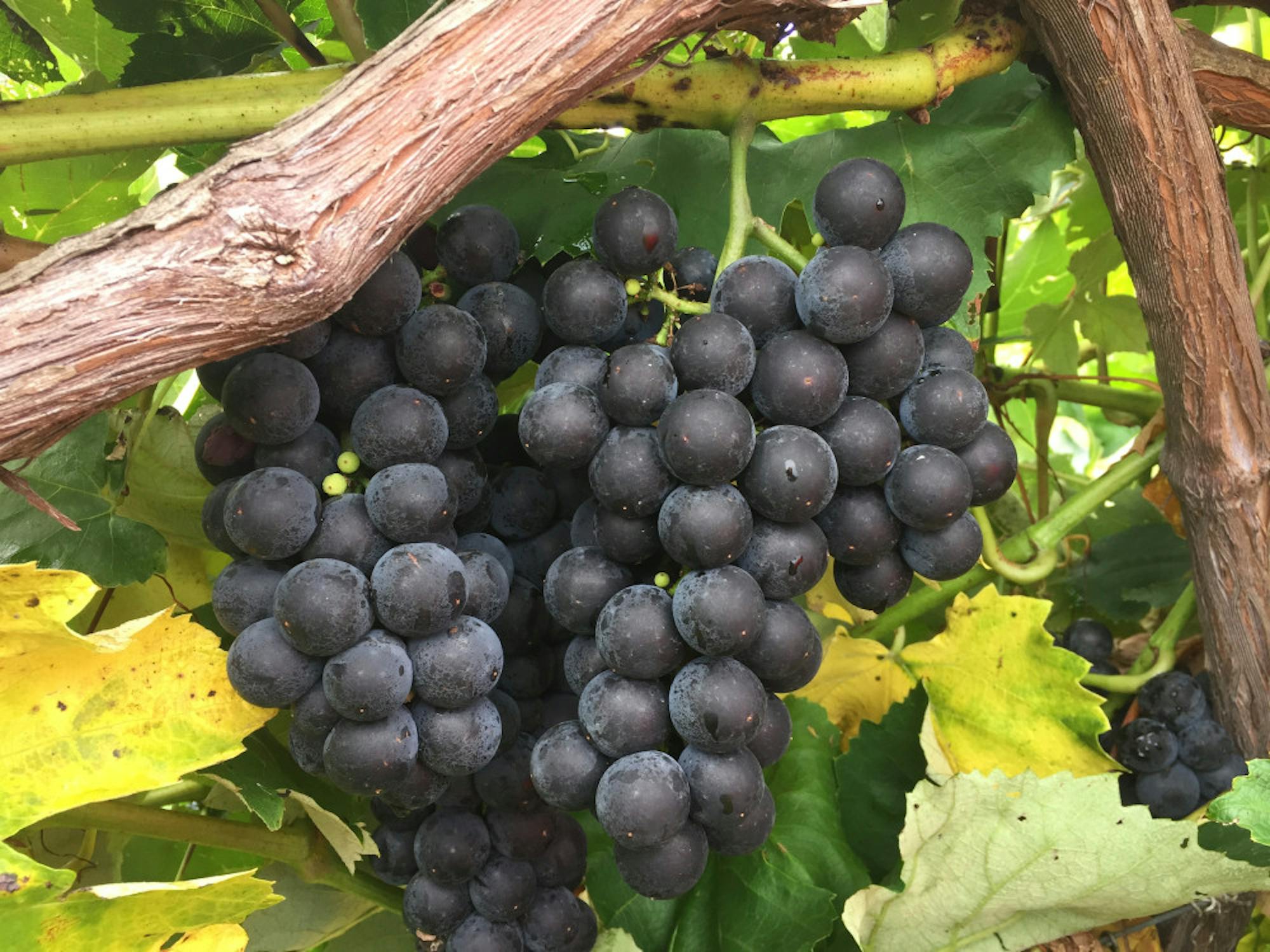 Everest-Grape-Picture