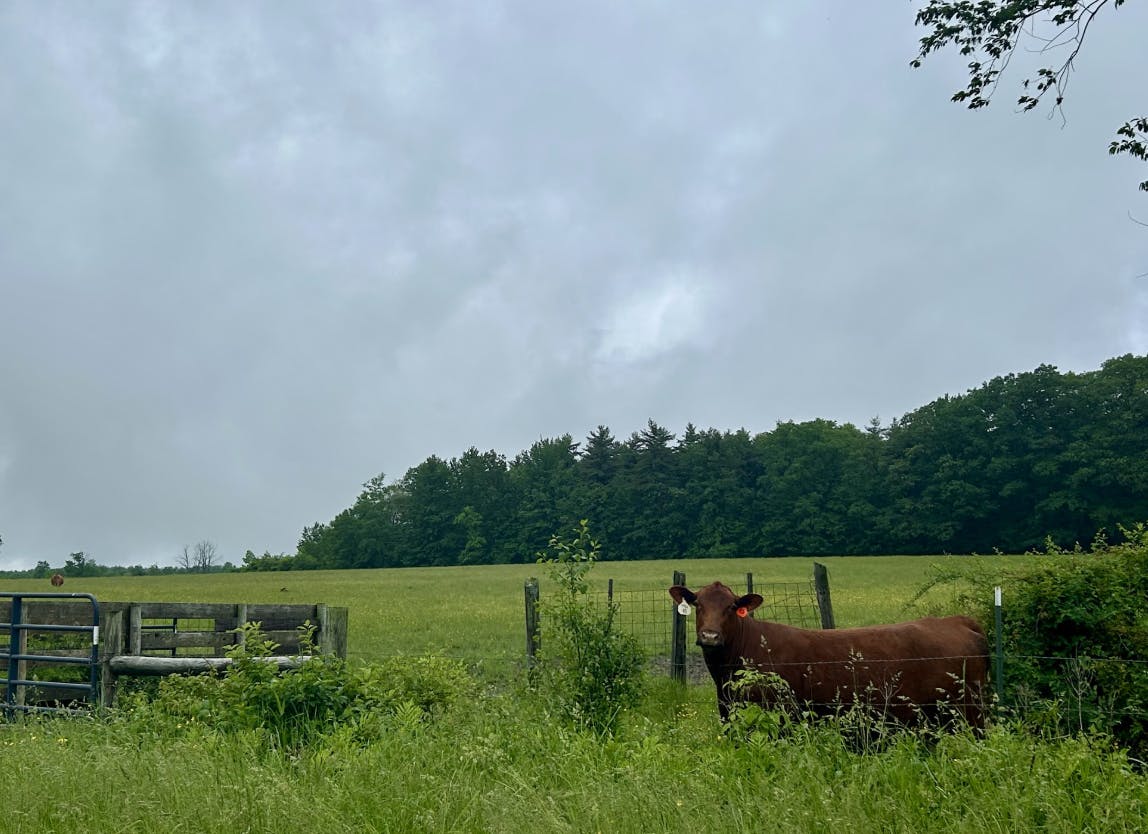 Screenshot 2025-07-27 at 11.17.04 AM.png