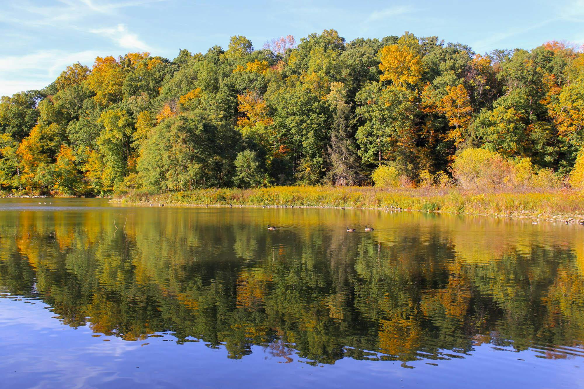 “A Tremendous Loss”: Prof. Debra Castillo Dies After 40 Years at Cornell