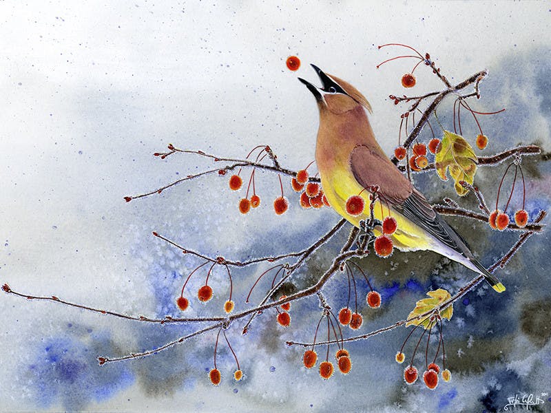 Cedar-Waxwing-with-berries-by-Ann-Kathrin-Wirth-Courtrsey-of-Cornell