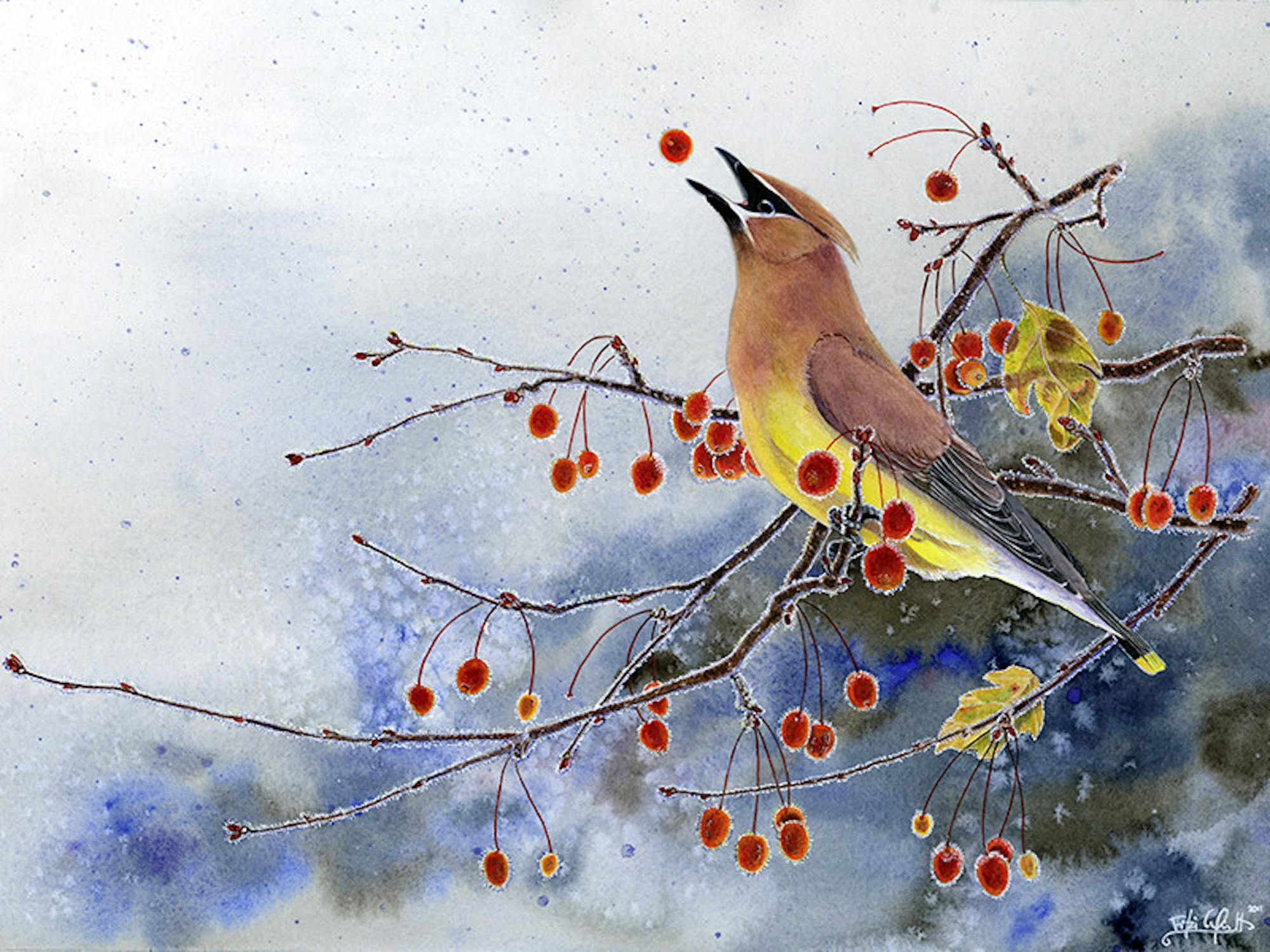 Cedar-Waxwing-with-berries-by-Ann-Kathrin-Wirth-Courtrsey-of-Cornell