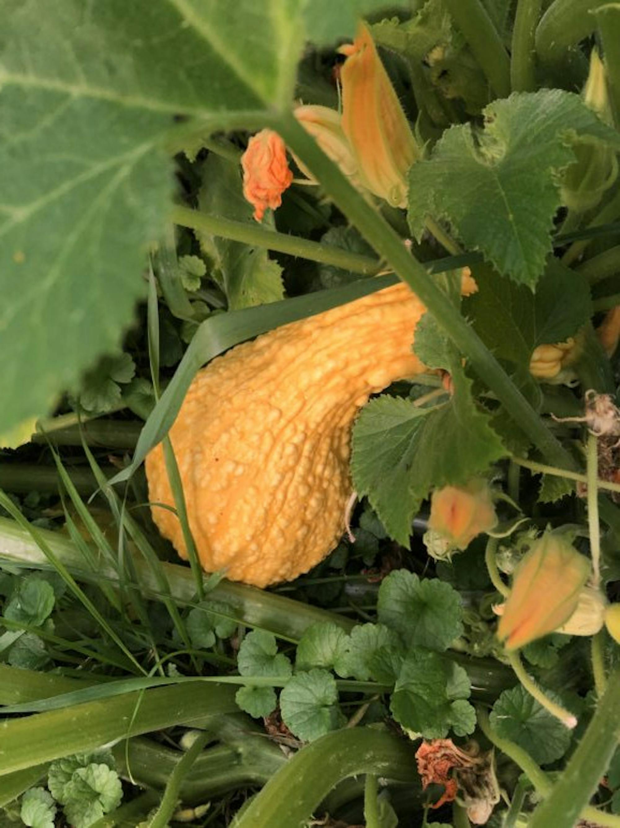 Ripe summer vegetables ready for harvest (Brianna Johnson, Sun Contributor)
