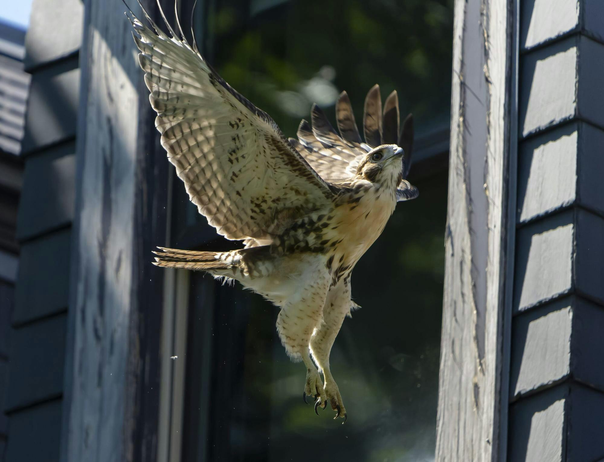 Red-tailed Hawk and Glass