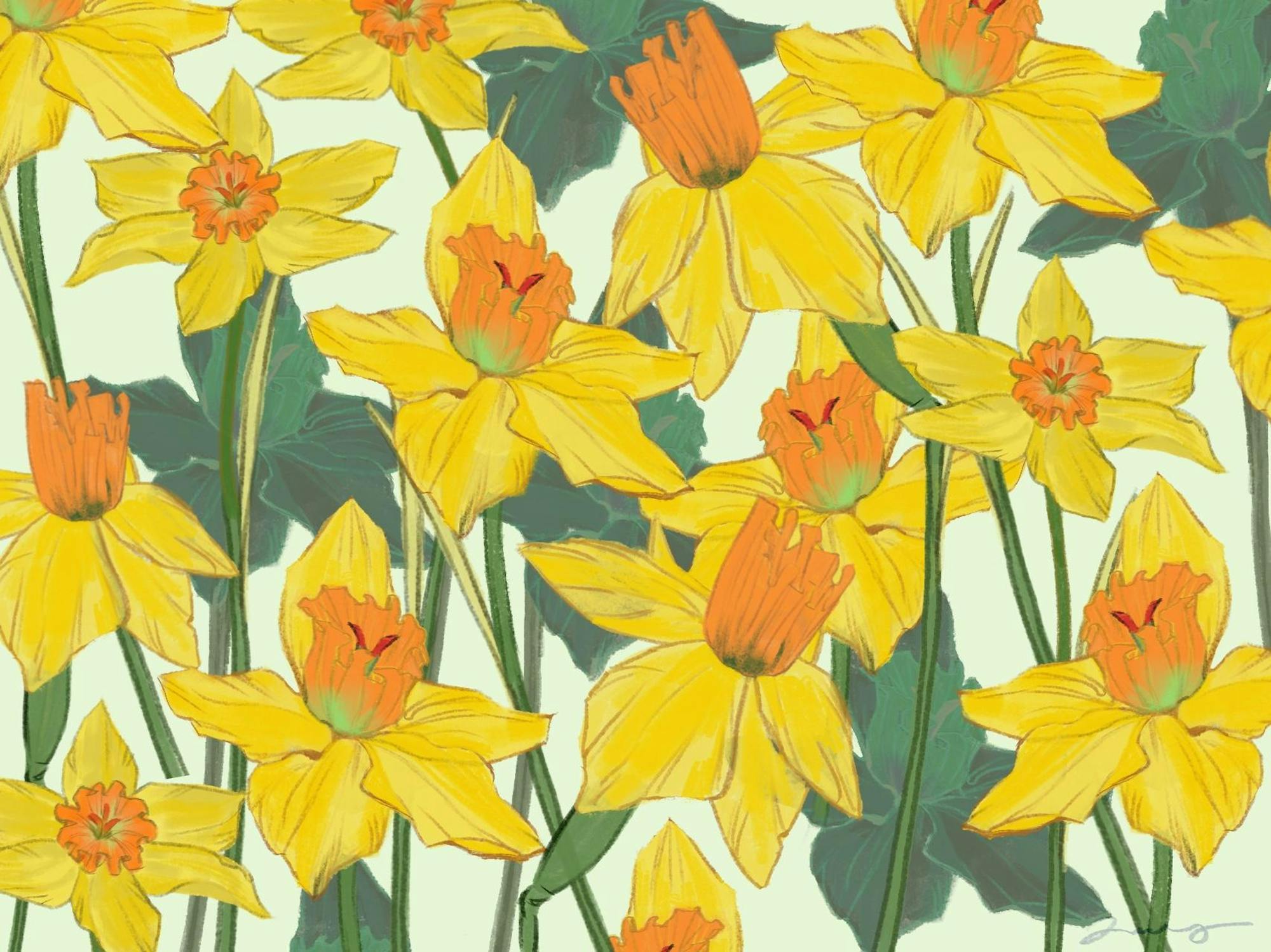 Daffodils
