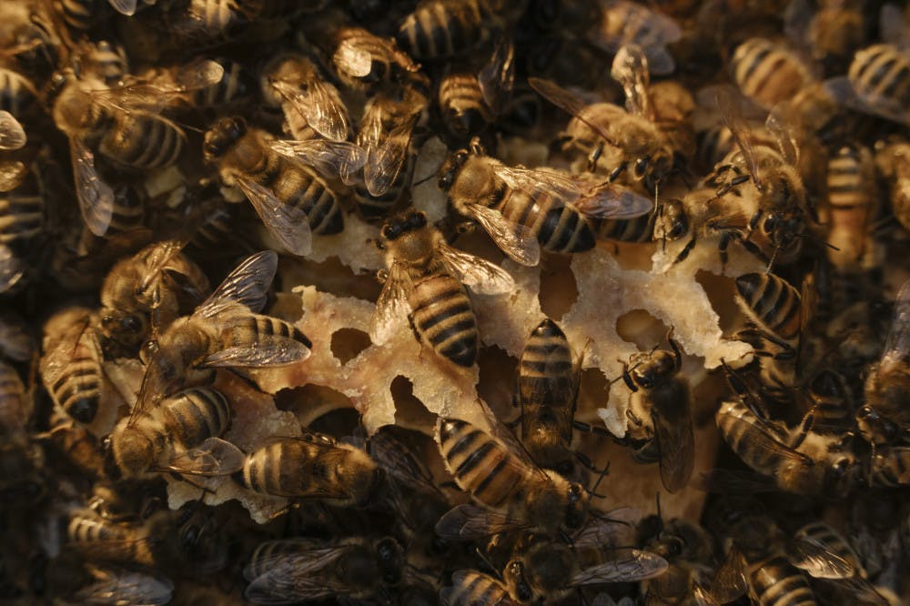 AUSTRIA-BEE-DISPUTE-2-scaled