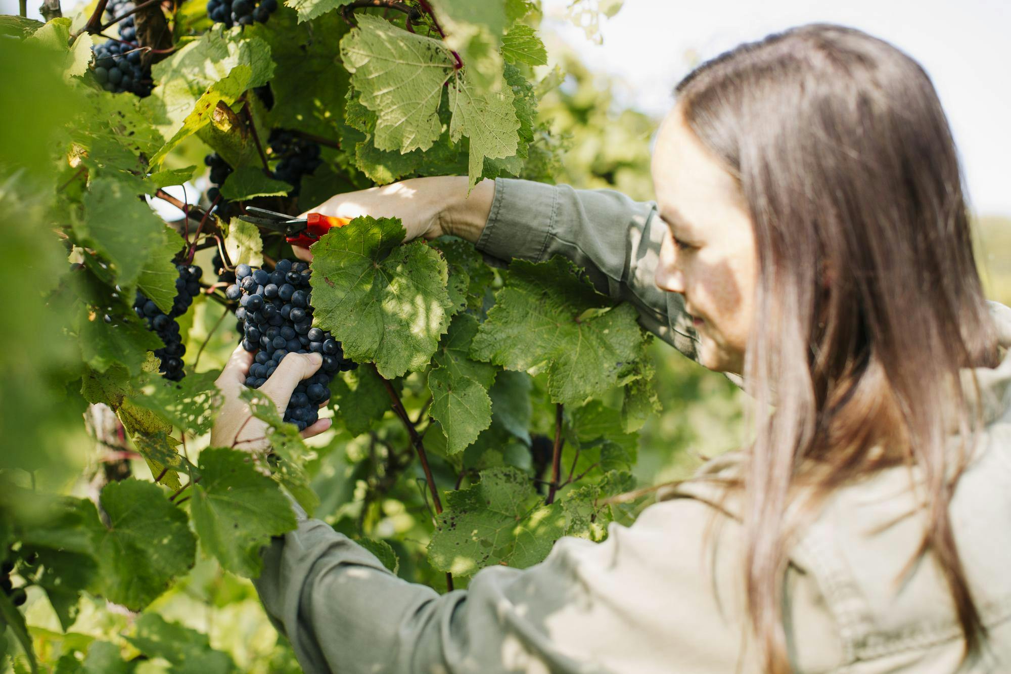 Cornell Grapevine Breeding Program