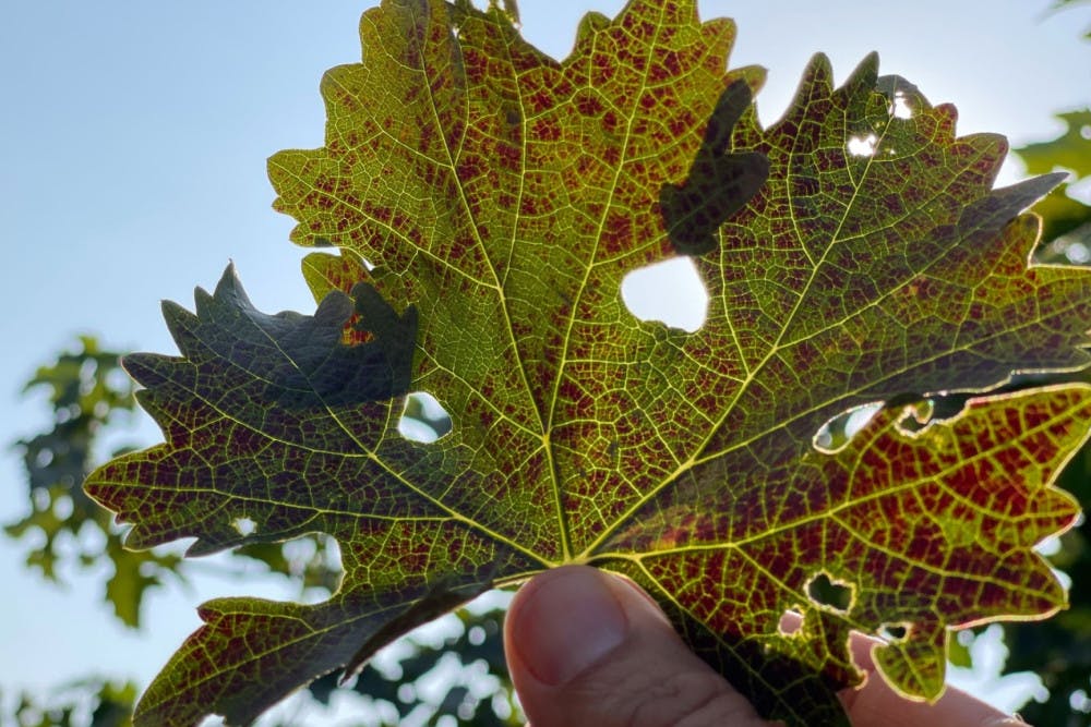 Pg-8-Science-courtesy-Cornell-University