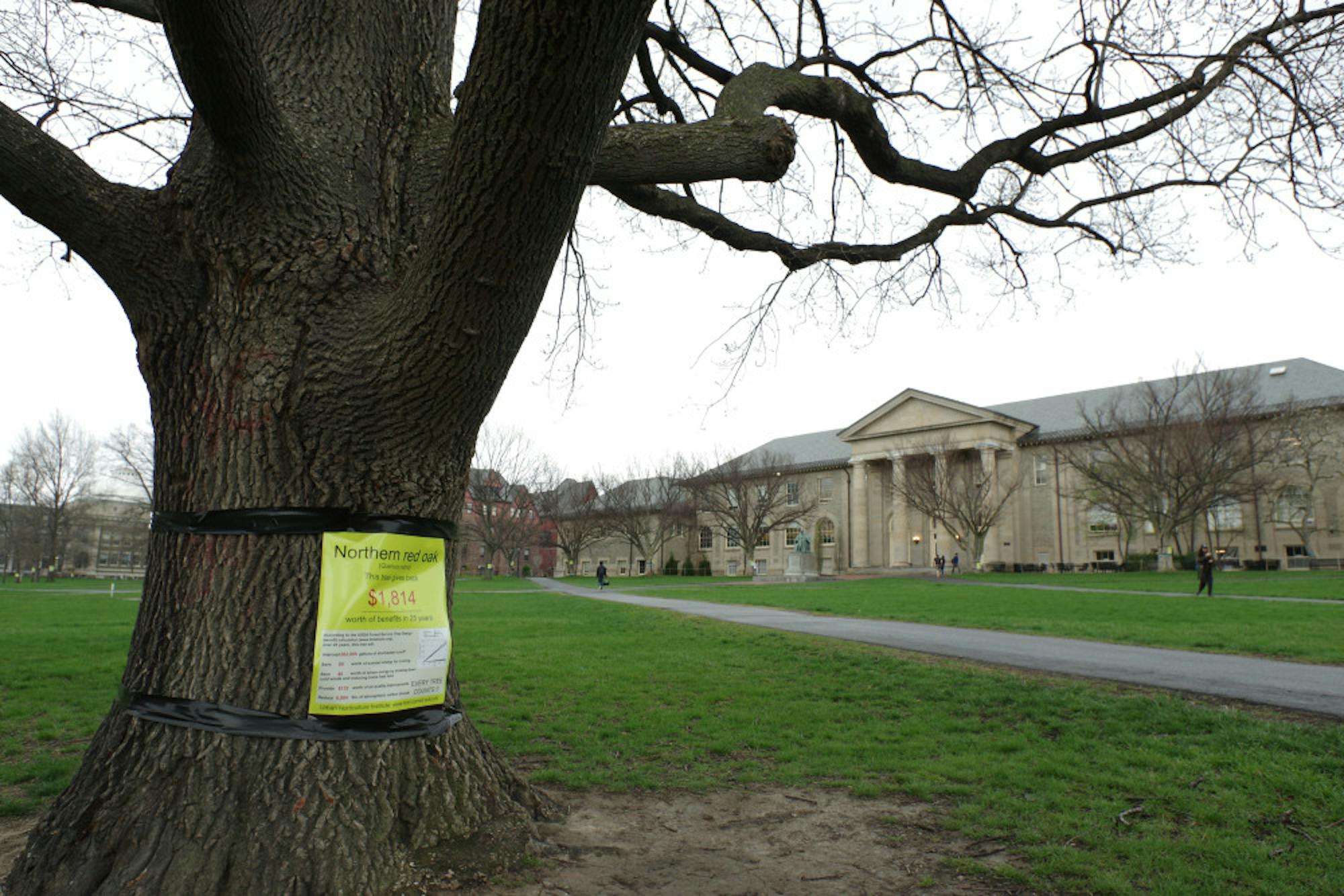 Tree-posters-by-Adrian-BoteanuIMGP5184