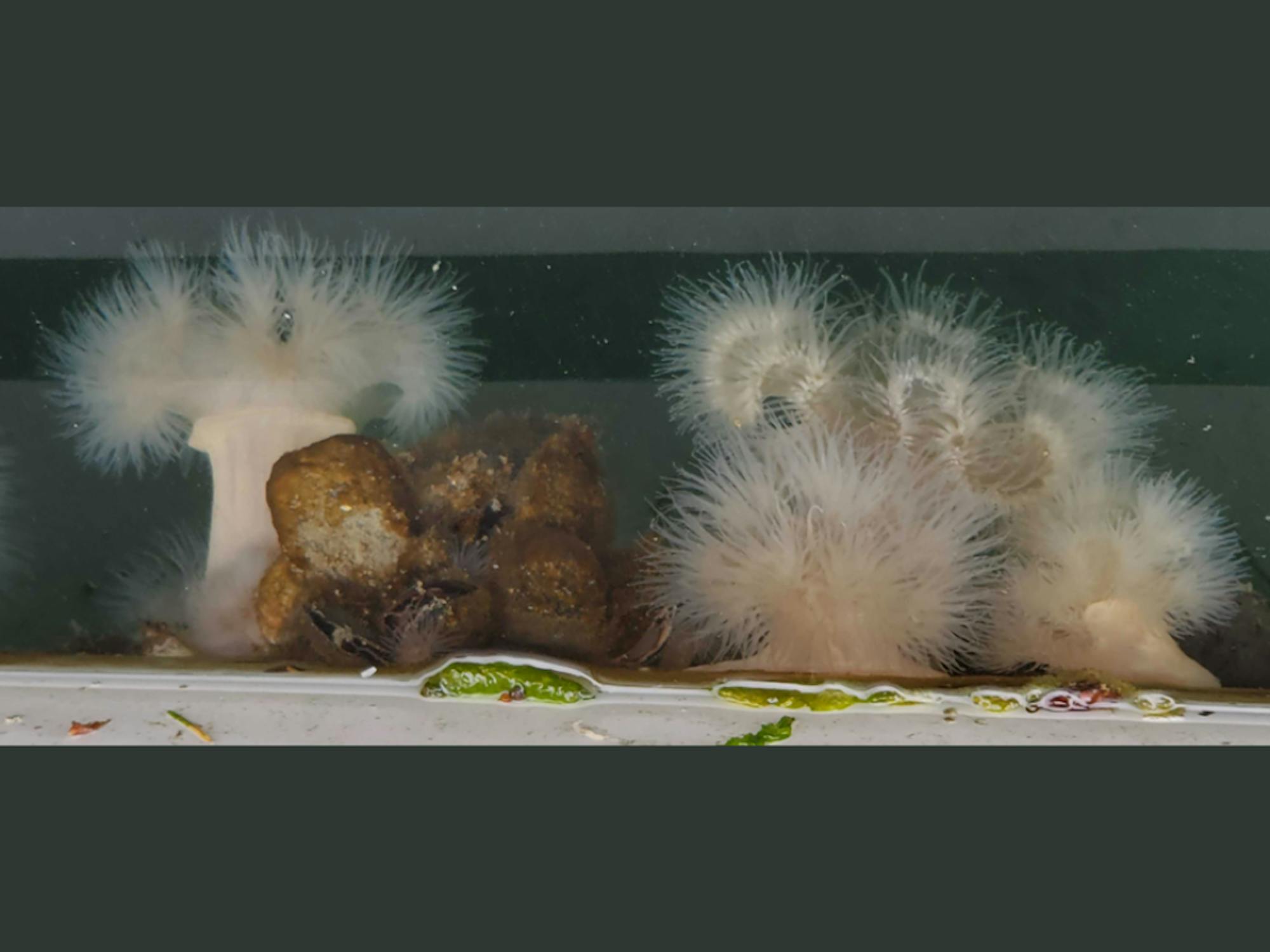 M. farcimen and M. senile