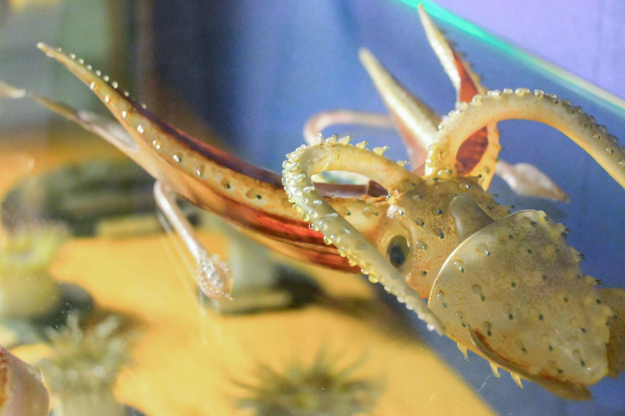 Blaschka Glass Model of Umbrella Squid