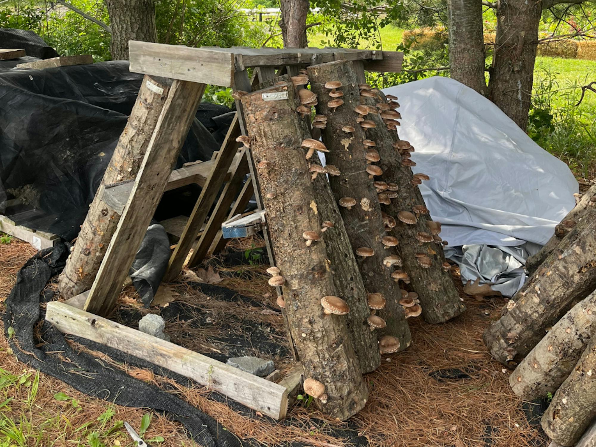 Mushroom Rack