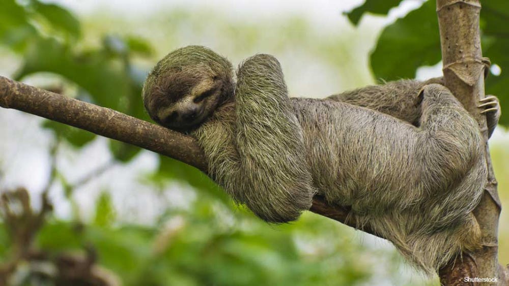 Sloth-header_tcm25-544723